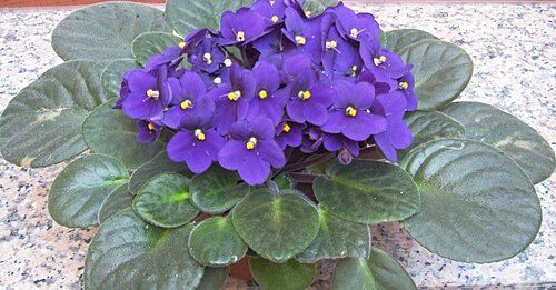 African Violet (Saintpaulia ionantha)