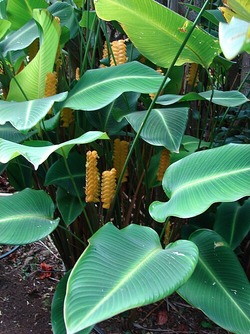 Calathea