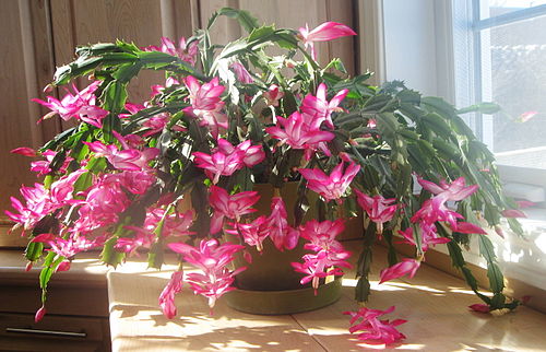 Christmas Cactus (Schlumbergera)