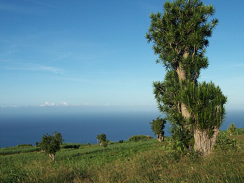 Dragon Tree