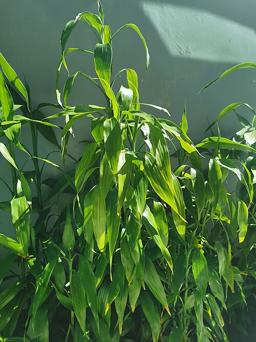 Lucky Bamboo (Dracaena sanderiana)