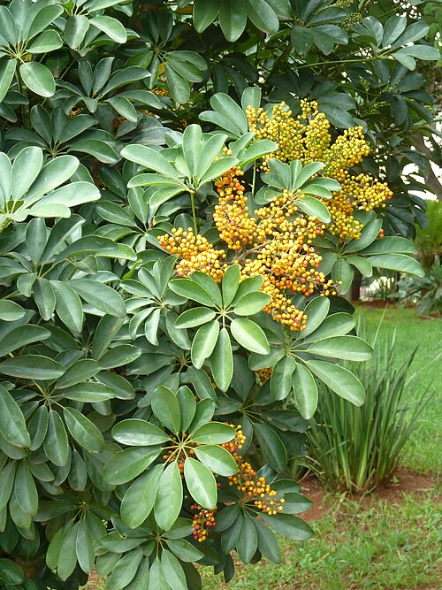 Umbrella Plant (Schefflera arboricola)